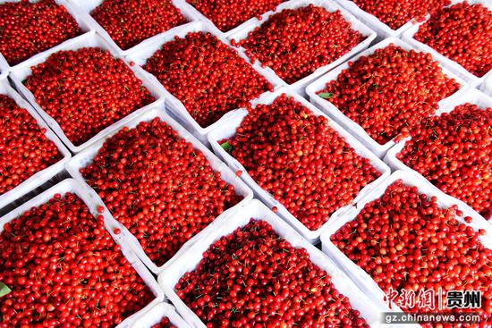 六盘水水城区米箩镇樱桃甜蜜上市。