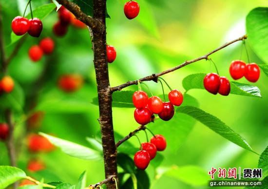 六盘水水城区米箩镇樱桃甜蜜上市。