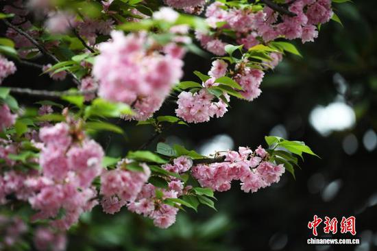 在贵阳市南明河沿岸，樱花竞相绽放。赵松 摄