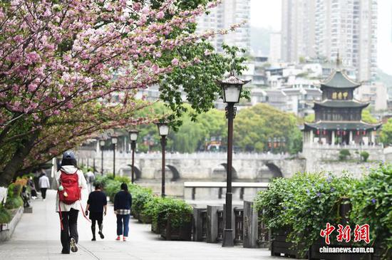 春暖花开时节，位于贵阳市南明河沿岸的樱花竞相绽放，游客纷至沓来，赏花游玩、拍照打卡，尽享明媚春光。赵松 摄