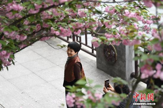 游客正在盛开的樱花下打卡拍照。赵松 摄