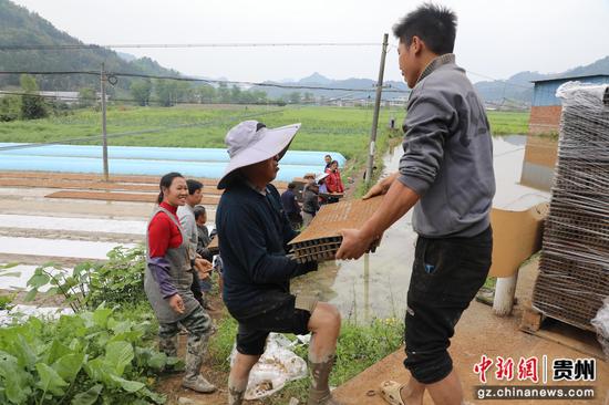 钵体育秧盘下田间