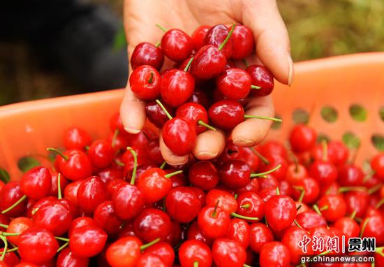 六盘水水城区米箩镇樱桃甜蜜上市。