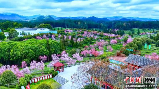 茶海之心景区茶园迎来碧桃盛开。