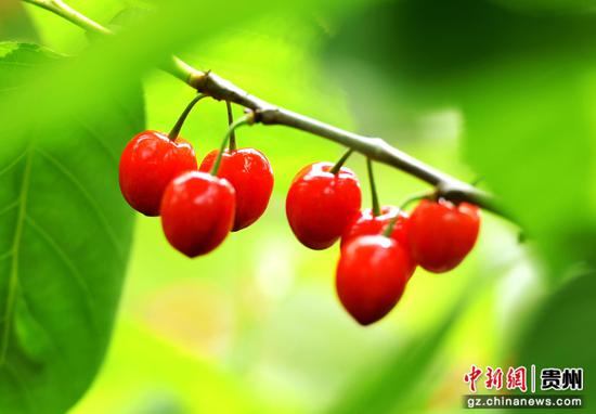 六盘水水城区米箩镇樱桃甜蜜上市。