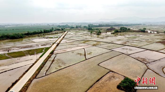 广西宁明：早稻种植插秧忙