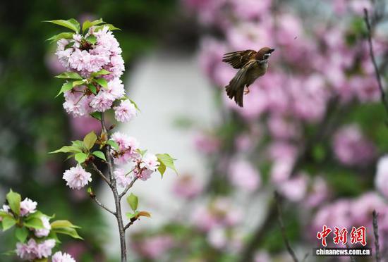 春暖花开时节，位于贵阳市南明河沿岸的樱花竞相绽放，一只麻雀正在樱花丛中觅食。赵松 摄