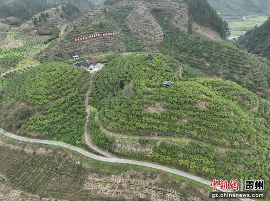 岑巩县注溪镇周坪村思州柚种植基地。沈启照 摄