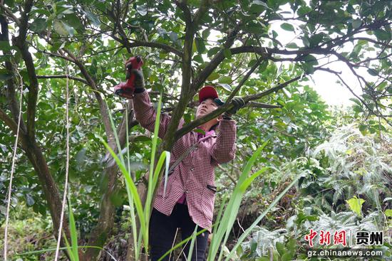 群众在给柚树剪枝。沈启照 摄