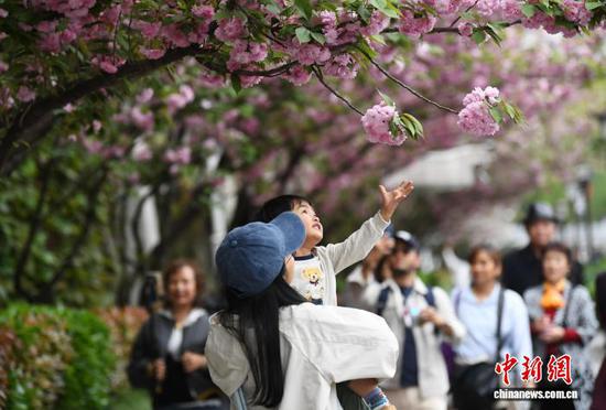 春暖花开时节，位于贵阳市南明河沿岸的樱花竞相绽放，游客纷至沓来，赏花游玩、拍照打卡，尽享明媚春光。赵松 摄