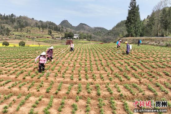 村民在岑巩县客楼镇丰坝村中药材种植基地管护百合。唐鹏 摄