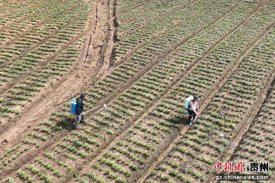村民在中药材种植基地管护百合。唐鹏 摄