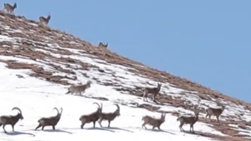 大美边疆看我家丨海拔4200米偶遇“岩壁精灵”北山羊