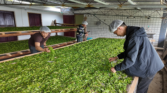 茶农忙着将茶叶进行摊晾