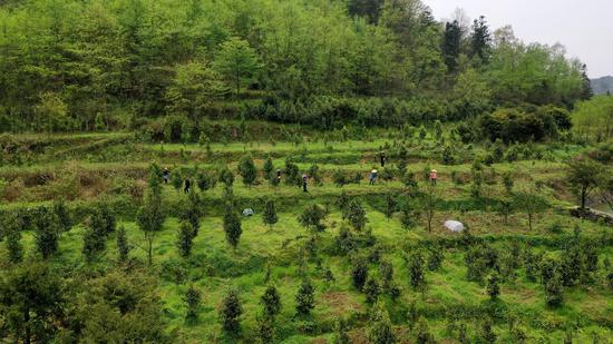 仙源镇羊久村大树茶茶园一角。税会静 摄