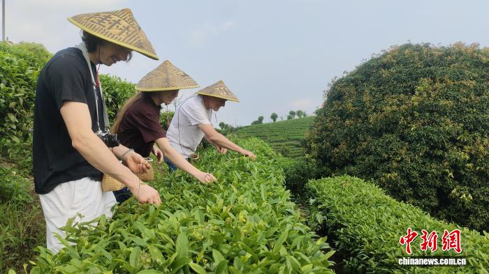 英国澳大利亚游客广西阳朔采茶 感受东方“一叶知春”