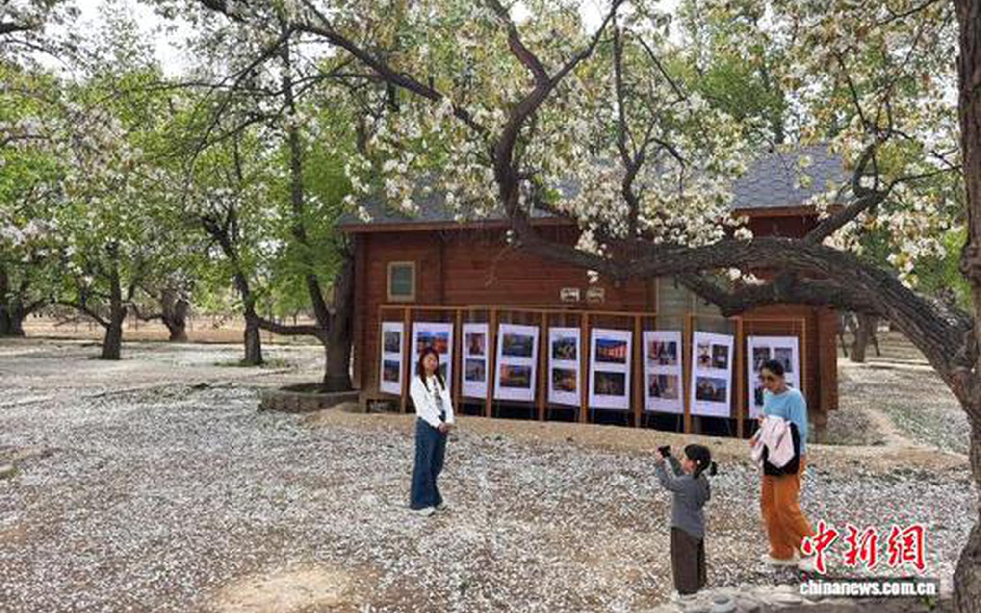 西北赏花经济升温：从一季风光到全域产业