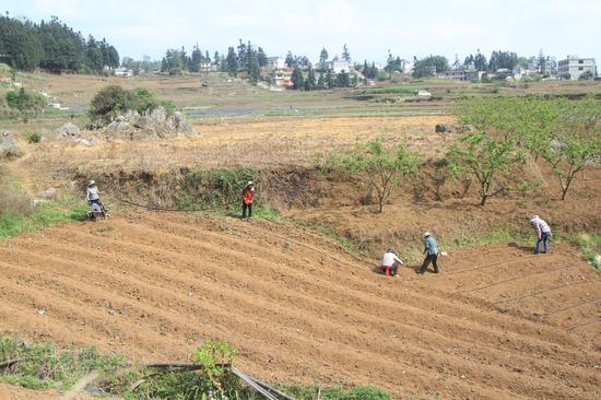 大方县对江镇安兴村村民正在灌溉水管。郑春华 摄