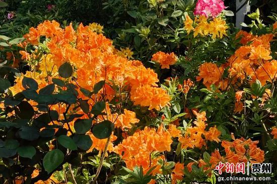 3园内杜鹃花次第绽放 。吴成艳摄