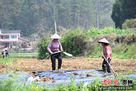村民正在覆膜。杨豪 摄