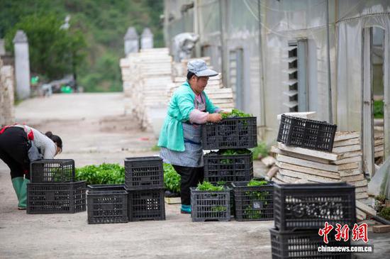 图为村民在贵州省从江县丙妹镇大塘村辣椒育苗基地搬运辣椒苗。吴德军 摄