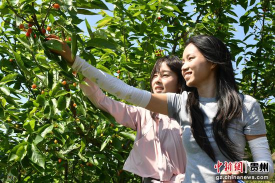 游客体验樱桃采摘乐趣