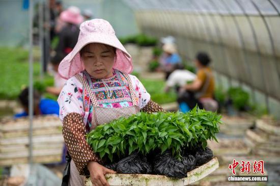 图为村民在贵州省从江县丙妹镇大塘村辣椒育苗基地大棚内搬运辣椒苗。吴德军 摄