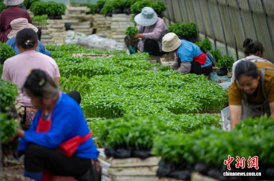 图为村民在贵州省从江县丙妹镇大塘村辣椒育苗基地大棚内起苗。吴德军 摄