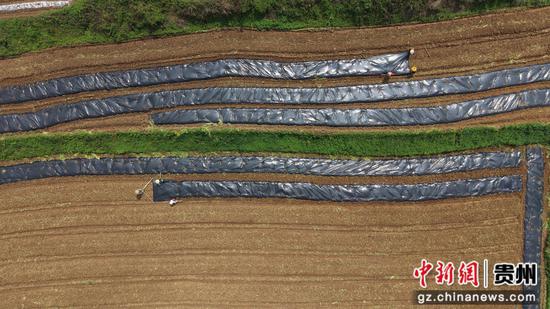 村民正在覆膜。杨豪 摄