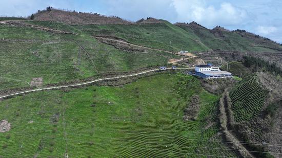台江县萃文街道展玉山白茶基地。 张家精 摄