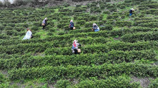 茶农在采茶。  张家精 摄