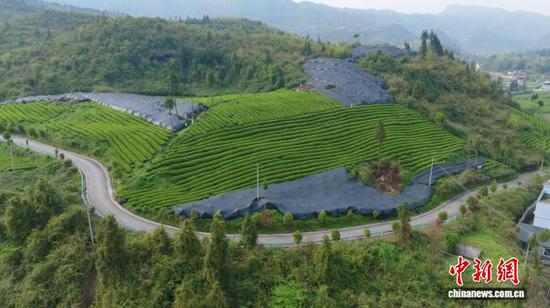 4月8日，贵州省铜仁市江口县抹茶基地。刘宇航 摄