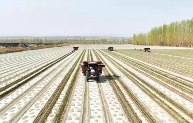 新疆焉耆垦区22万亩辣椒机械化移栽全面展开
