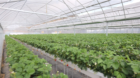 李世瑶的草莓大棚。（图/汪本雄）