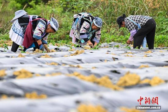 4月15日，贵州省贵定县德新镇，工人抢抓农时在丰收村辣椒种植基地移栽辣椒苗，田间地头一派繁忙景象。据悉，德新将辣椒作为助农增收的重要产业，积极引导种植大户带动民众参与，推动辣椒种植向规模化、标准化发展。丰收村基地种植辣椒200余亩，其中100余亩由大户带动民众种植。中新社记者 瞿宏伦 摄