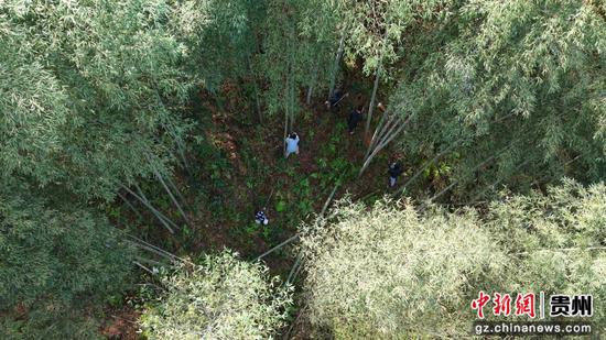 村民林间采竹笋