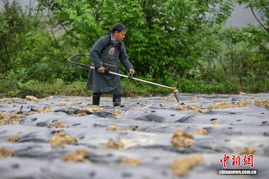 4月15日，贵州省贵定县德新镇，工人抢抓农时在丰收村辣椒种植基地移栽辣椒苗，田间地头一派繁忙景象。据悉，德新将辣椒作为助农增收的重要产业，积极引导种植大户带动民众参与，推动辣椒种植向规模化、标准化发展。丰收村基地种植辣椒200余亩，其中100余亩由大户带动民众种植。图为工人在进行移栽前的打孔作业。中新社记者 瞿宏伦 摄