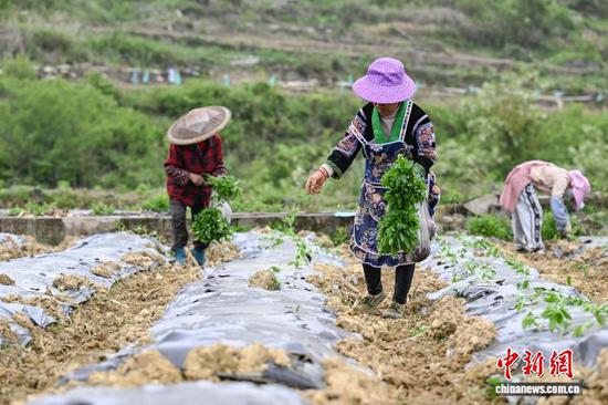4月15日，贵州省贵定县德新镇，工人抢抓农时在丰收村辣椒种植基地移栽辣椒苗，田间地头一派繁忙景象。据悉，德新将辣椒作为助农增收的重要产业，积极引导种植大户带动民众参与，推动辣椒种植向规模化、标准化发展。丰收村基地种植辣椒200余亩，其中100余亩由大户带动民众种植。中新社记者 瞿宏伦 摄