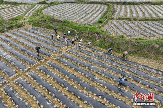 4月15日，贵州省贵定县德新镇，工人抢抓农时在丰收村辣椒种植基地移栽辣椒苗，田间地头一派繁忙景象。据悉，德新将辣椒作为助农增收的重要产业，积极引导种植大户带动民众参与，推动辣椒种植向规模化、标准化发展。丰收村基地种植辣椒200余亩，其中100余亩由大户带动民众种植。（无人机照片）中新社记者 瞿宏伦 摄