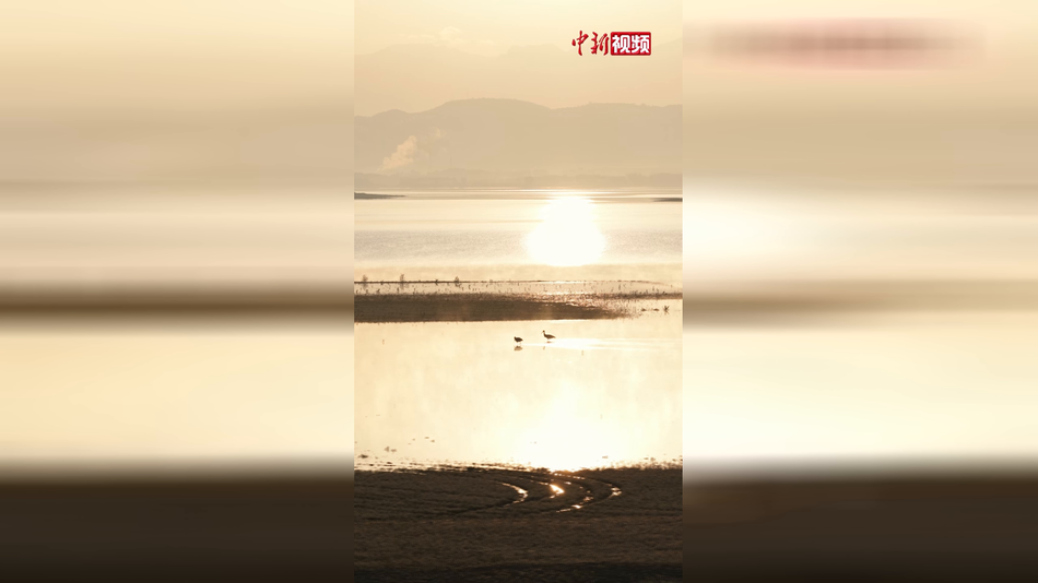 九年相守续写生态佳话 “鸟中大熊猫”黑鹳亮相广西富川