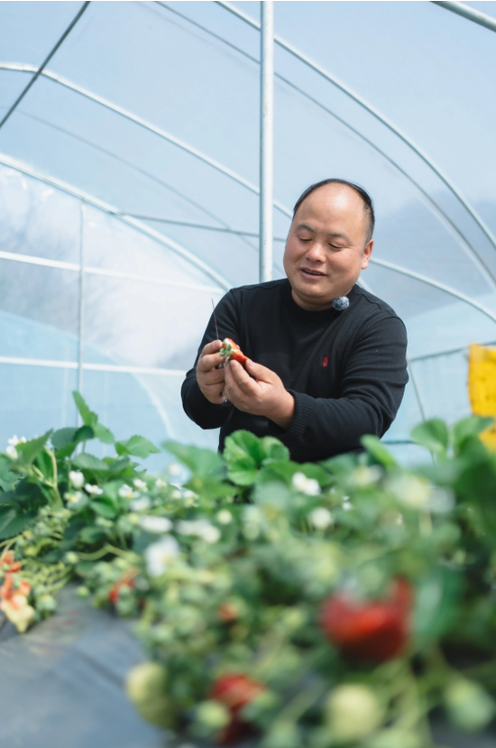 李世瑶查看草莓生长情况。（图/郭立）