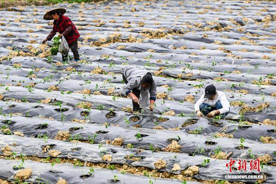 4月15日，贵州省贵定县德新镇，工人抢抓农时在丰收村辣椒种植基地移栽辣椒苗，田间地头一派繁忙景象。据悉，德新将辣椒作为助农增收的重要产业，积极引导种植大户带动民众参与，推动辣椒种植向规模化、标准化发展。丰收村基地种植辣椒200余亩，其中100余亩由大户带动民众种植。中新社记者 瞿宏伦 摄