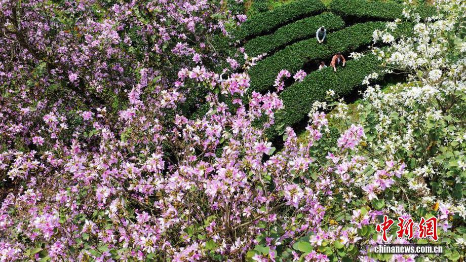 广西三江洋紫荆盛开 宛如童话世界