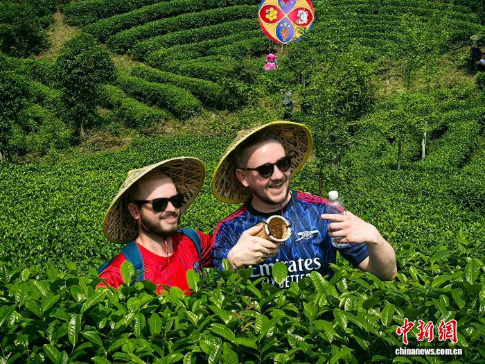 广西阳朔举办茶园歌会 外国学者踏歌采茶体验壮乡民俗