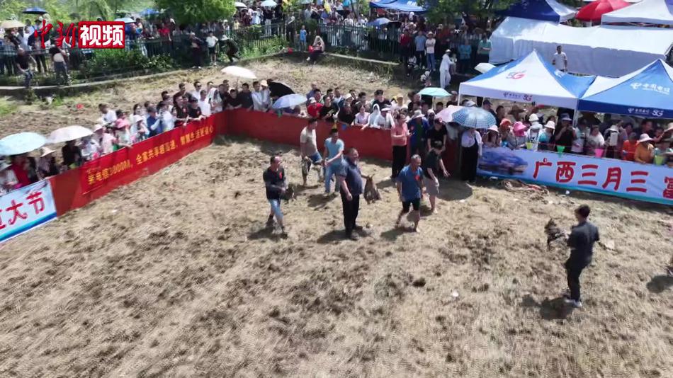 广西瑶乡：抓猪又剥笋 “土味”民俗嗨翻“三月三”