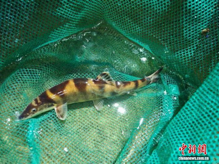 广西大藤峡工程鱼道首次监测发现白氏薄鳅