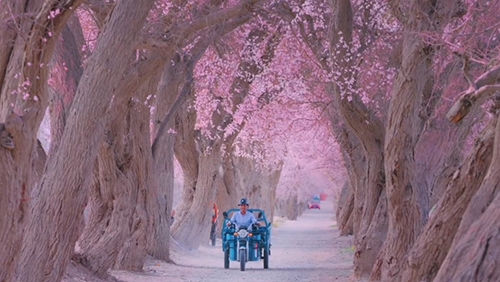 大美边疆看我家丨新疆和田：昆仑山下，百年杏树开成海