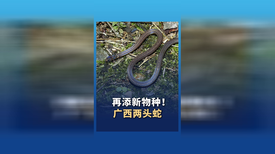 再添新物种 “广西两头蛇”现身广西花坪国家级自然保护区