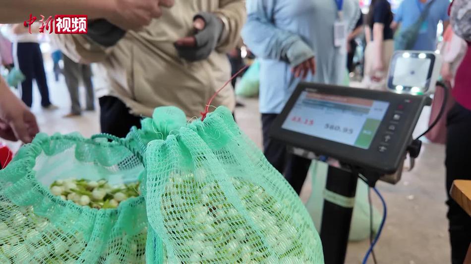 直击广西横州茉莉花交易市场收购一线：花香满市 购销火热