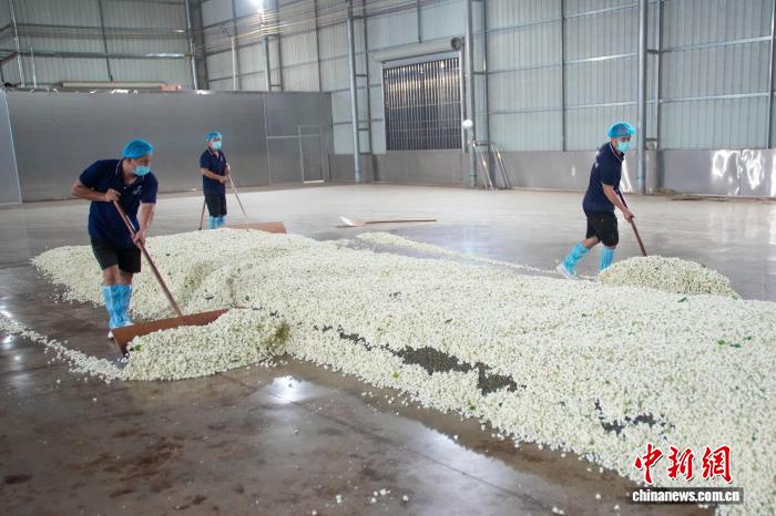 海外华文媒体关注广西横州茉莉花产业